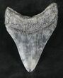 Megalodon Tooth - South Carolina #20459-2